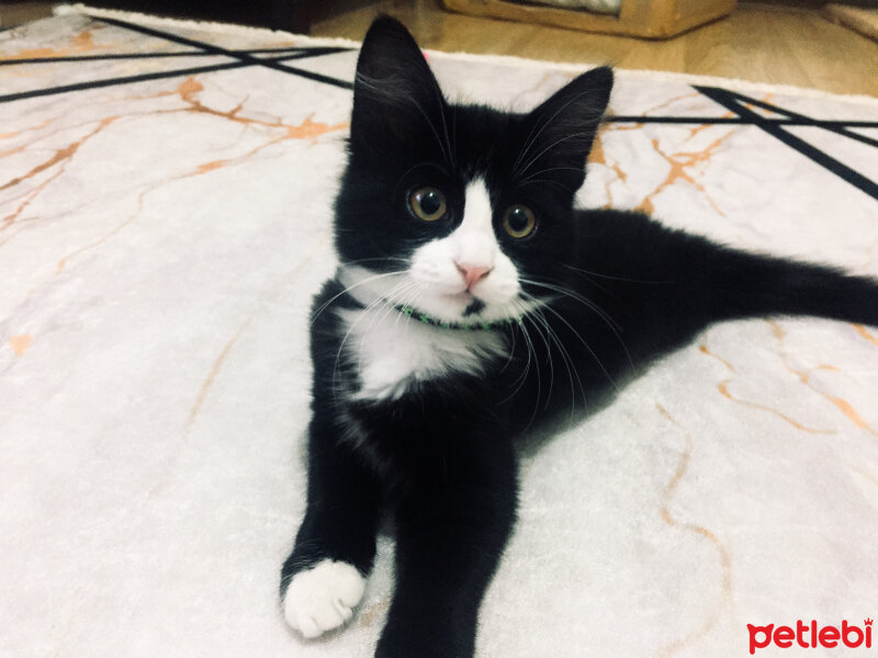 Tuxedo (Smokin) Kedi, Kedi  Milena fotoğrafı