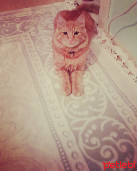 Tekir Kedi, Kedi  SİMBA fotoğrafı