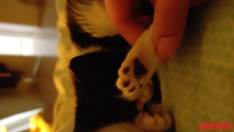 Tekir Kedi, Kedi  Miya fotoğrafı