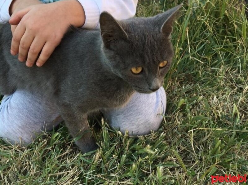 British Shorthair, Kedi  Pati fotoğrafı