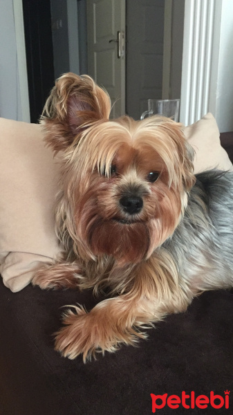 Yorkshire Terrier, Köpek  papyon fotoğrafı