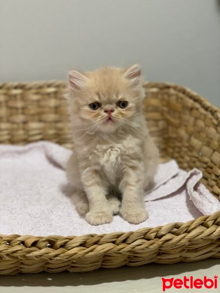 Exotic Shorthair, Kedi  Misha fotoğrafı