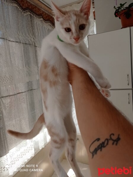 Tekir Kedi, Kedi  Alex fotoğrafı