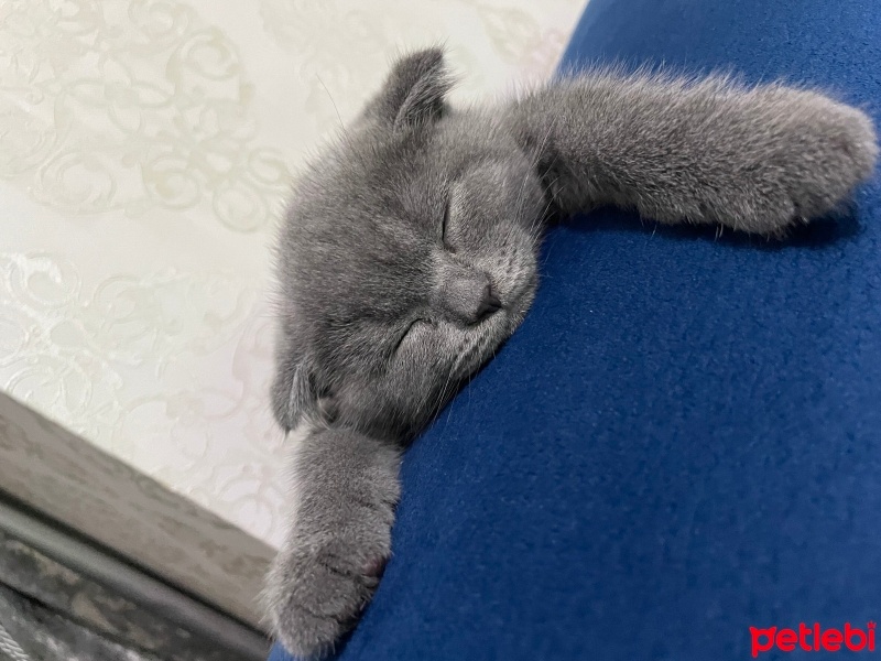 Scottish Fold, Kedi  Tom fotoğrafı