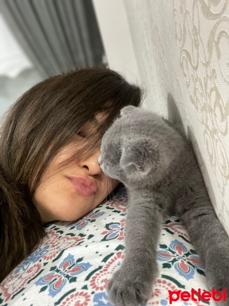 Scottish Fold, Kedi  Tom fotoğrafı