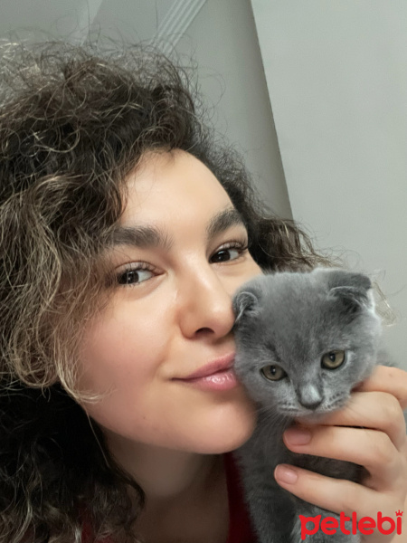 Scottish Fold, Kedi  Tom fotoğrafı