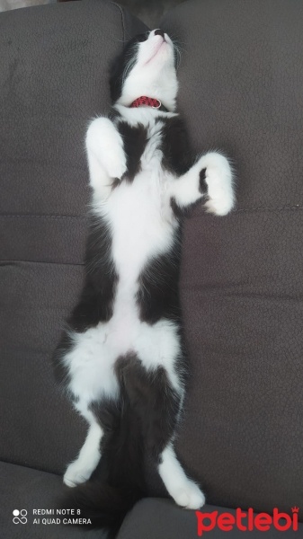 Tuxedo (Smokin) Kedi, Kedi  Kartal fotoğrafı