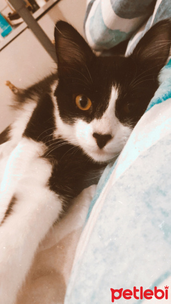Tuxedo (Smokin) Kedi, Kedi  Kartal fotoğrafı