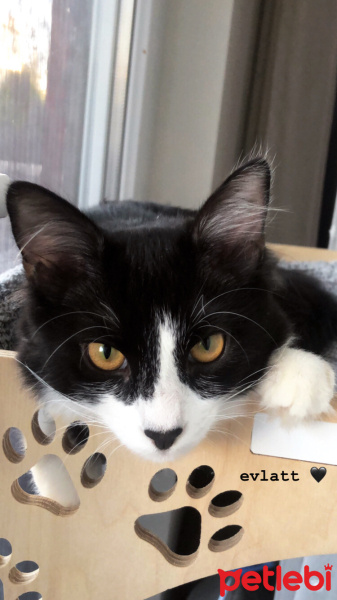 Tuxedo (Smokin) Kedi, Kedi  Kartal fotoğrafı