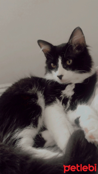 Tuxedo (Smokin) Kedi, Kedi  Kartal fotoğrafı