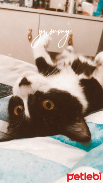 Tuxedo (Smokin) Kedi, Kedi  Kartal fotoğrafı