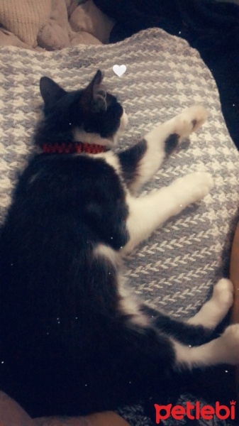 Tuxedo (Smokin) Kedi, Kedi  Kartal fotoğrafı