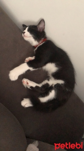 Tuxedo (Smokin) Kedi, Kedi  Kartal fotoğrafı