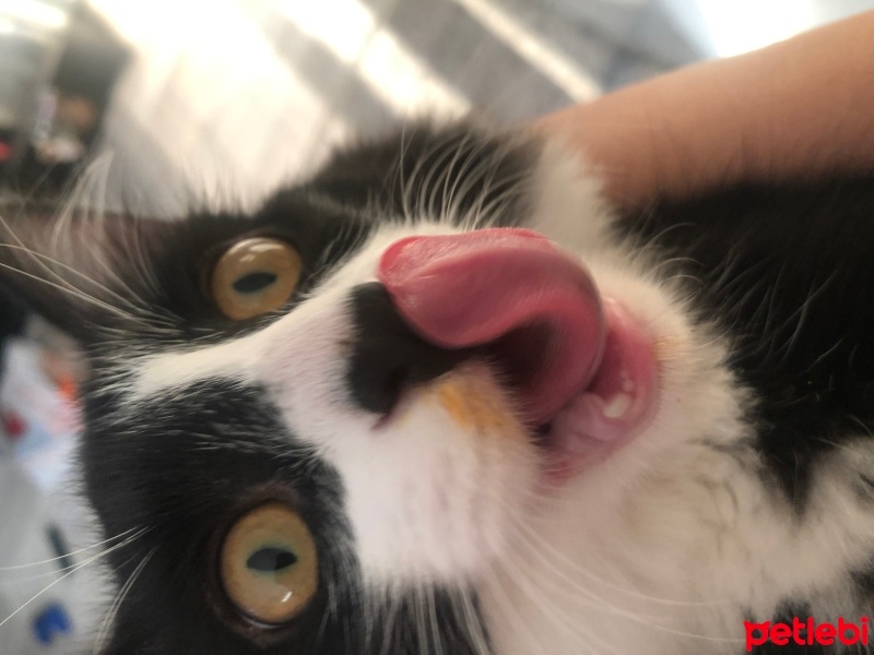Tuxedo (Smokin) Kedi, Kedi  Kartal fotoğrafı