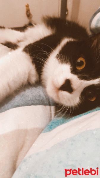Tuxedo (Smokin) Kedi, Kedi  Kartal fotoğrafı