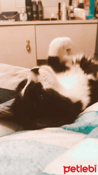 Tuxedo (Smokin) Kedi, Kedi  Kartal fotoğrafı