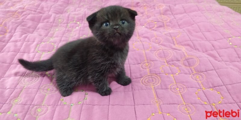 Scottish Fold, Kedi  Siyah Scottish fold erkek yavru fotoğrafı