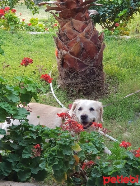 Golden Retriever, Köpek  Köpük fotoğrafı
