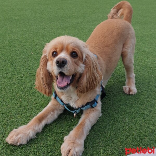 İngiliz Cocker Spaniel, Köpek  Simba fotoğrafı