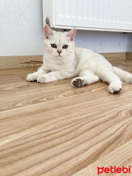 Scottish Fold, Kedi  Atlas fotoğrafı