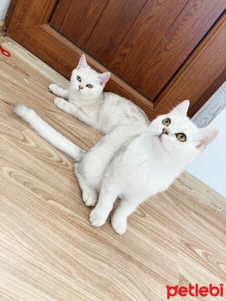 Scottish Fold, Kedi  Atlas fotoğrafı