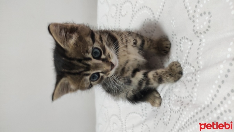 Tekir Kedi, Kedi  Boncuk fotoğrafı