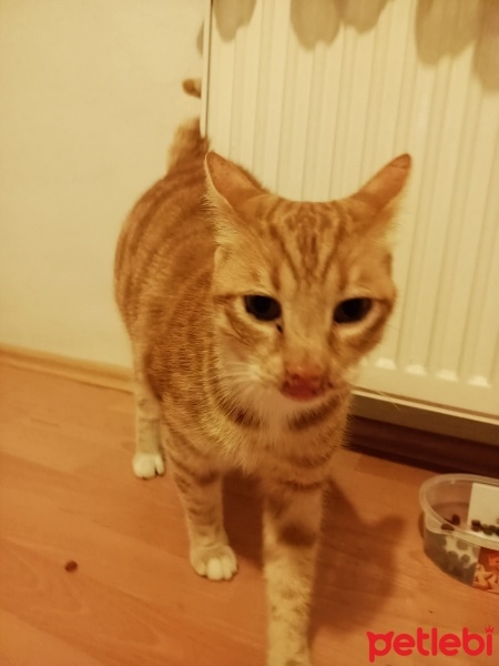 Sarman, Kedi  Balım fotoğrafı