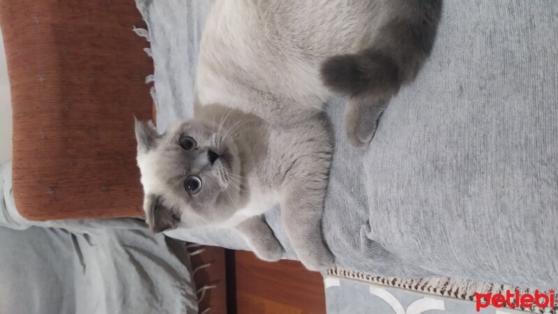 Scottish Fold, Kedi  Oscar fotoğrafı