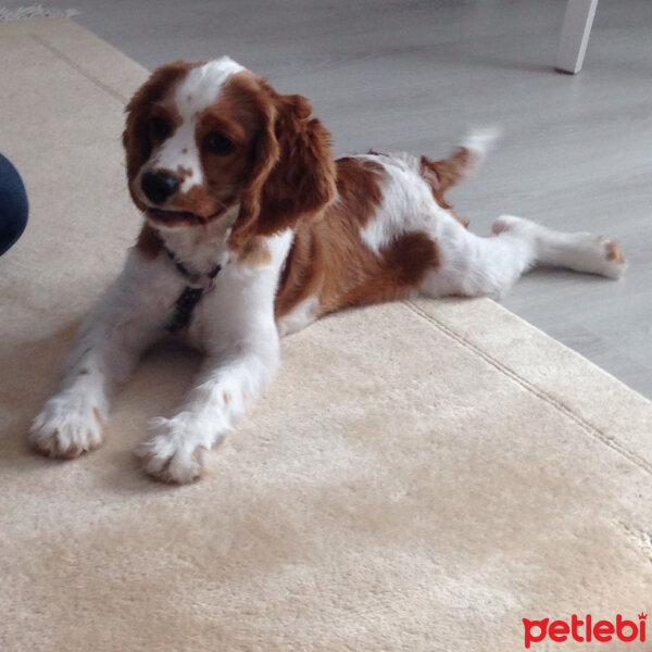 King Charles Spaniel, Köpek  max fotoğrafı