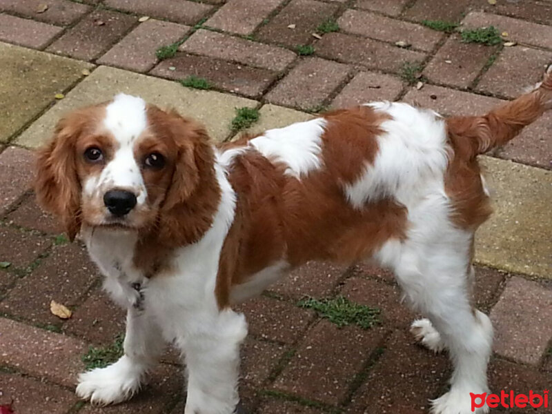 King Charles Spaniel, Köpek  max fotoğrafı