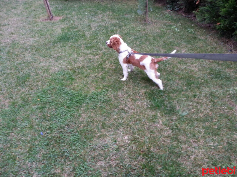 King Charles Spaniel, Köpek  max fotoğrafı