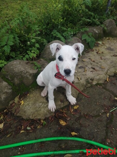 Dogo Arjantin, Köpek  Reis fotoğrafı