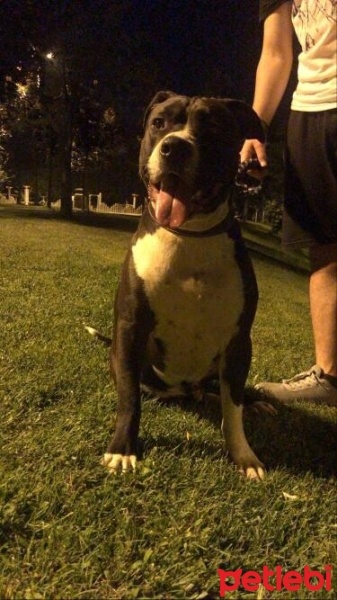 Amerikan Staffordshire Terrier, Köpek  Paşa fotoğrafı