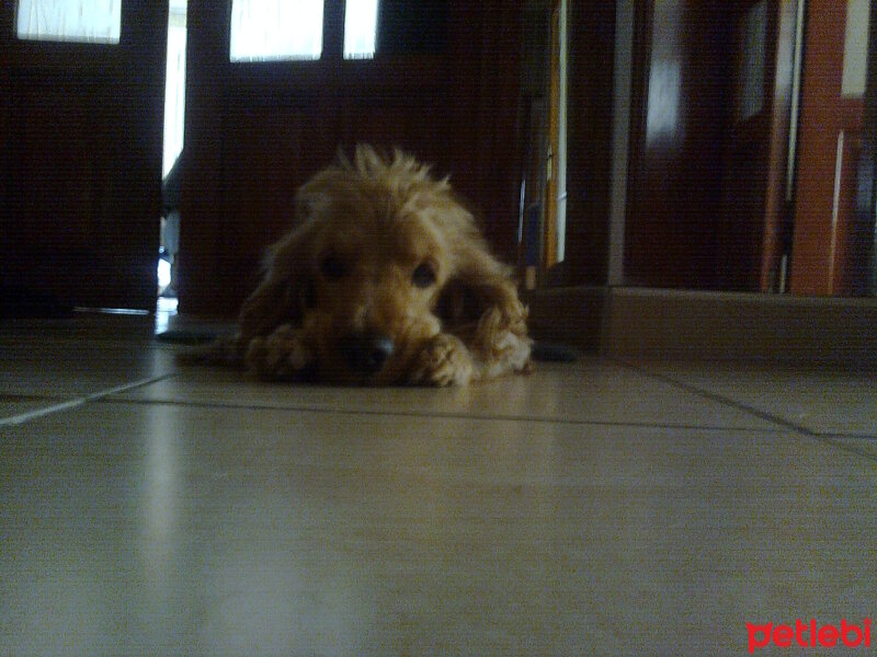 İngiliz Cocker Spaniel, Köpek  Ceviz fotoğrafı