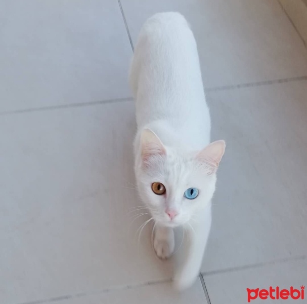 Van Kedisi, Kedi  Fıstık fotoğrafı