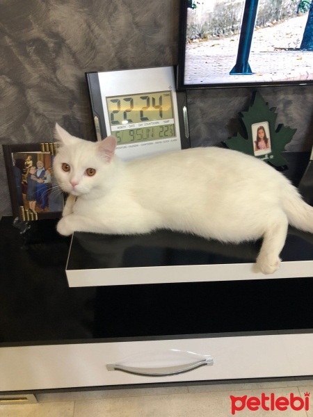 British Shorthair, Kedi  Bulut fotoğrafı