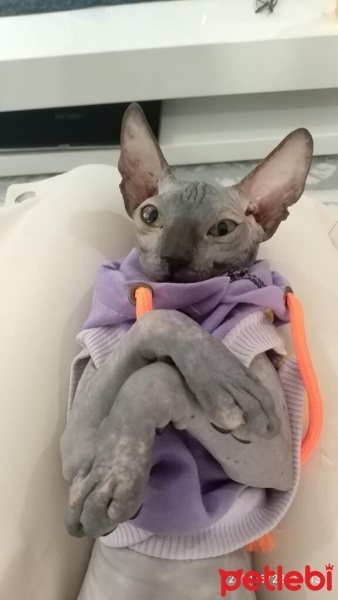 Sphynx, Kedi  Sushi fotoğrafı