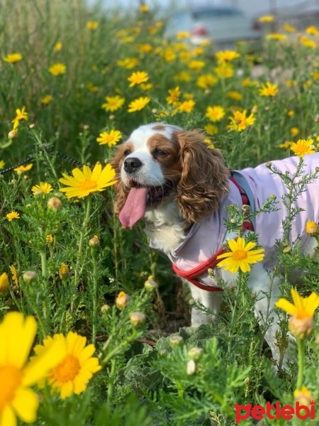 Cavalier King Charles Spanieli, Köpek  Quin fotoğrafı