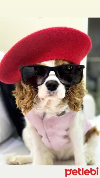 Cavalier King Charles Spanieli, Köpek  Quin fotoğrafı