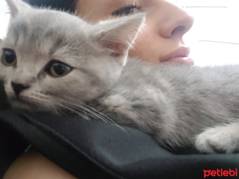 British Shorthair, Kedi  Sahibi koysun fotoğrafı