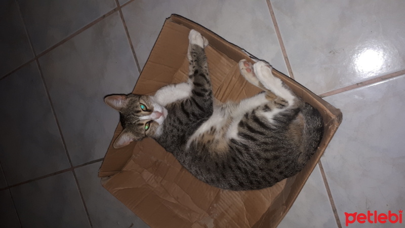 Tekir Kedi, Kedi  Minyatür fotoğrafı