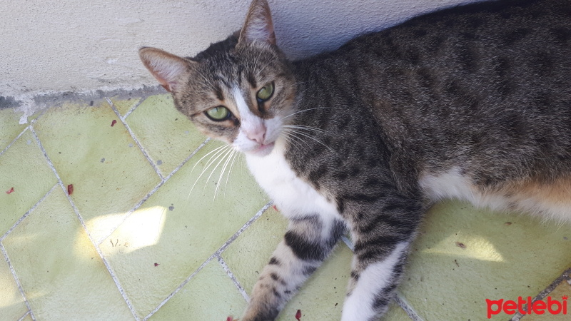 Tekir Kedi, Kedi  Minyatür fotoğrafı