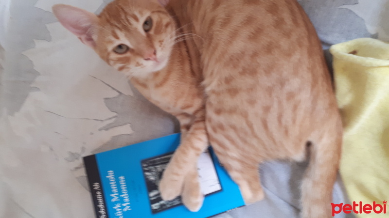 Tekir Kedi, Kedi  Sarı fotoğrafı