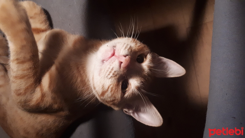 Tekir Kedi, Kedi  Sarı fotoğrafı