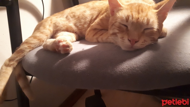 Tekir Kedi, Kedi  Sarı fotoğrafı