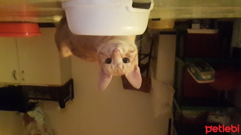 Tekir Kedi, Kedi  Sarı fotoğrafı