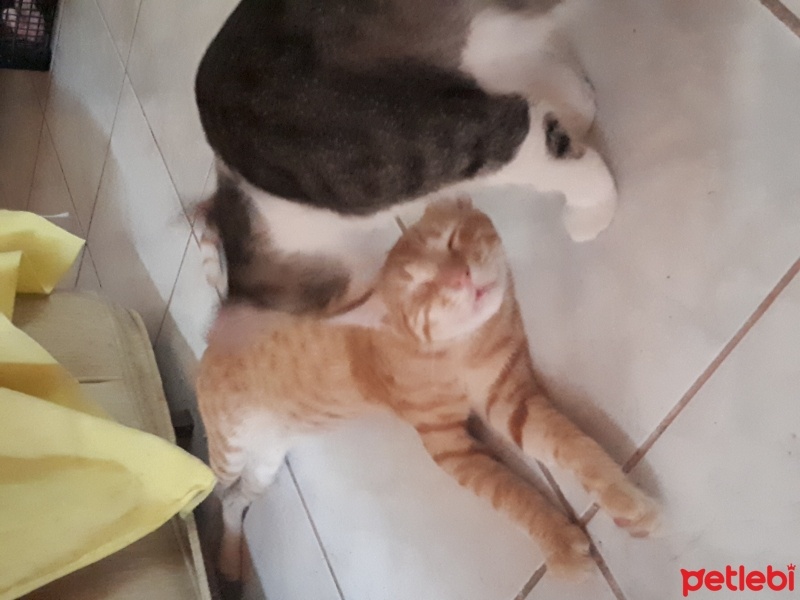 Tekir Kedi, Kedi  Sarı fotoğrafı