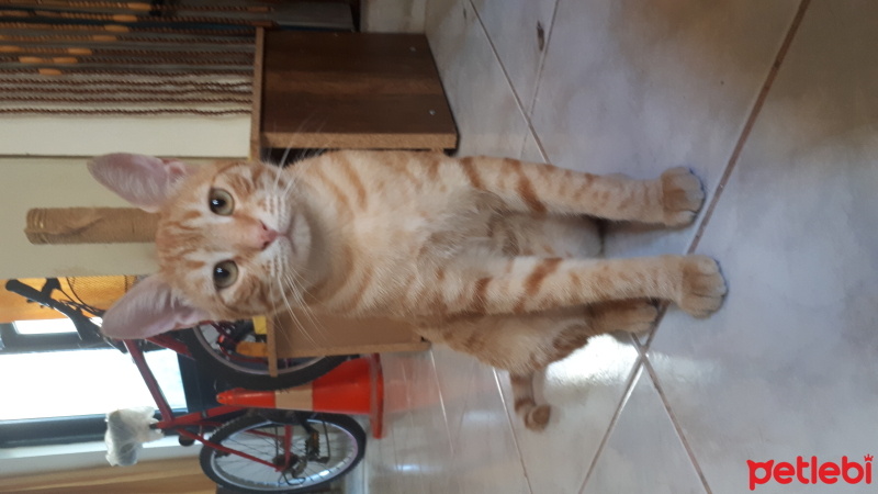 Tekir Kedi, Kedi  Sarı fotoğrafı