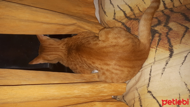 Tekir Kedi, Kedi  Sarı fotoğrafı