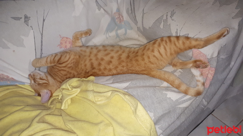 Tekir Kedi, Kedi  Sarı fotoğrafı